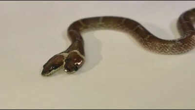 Rare 'two-headed' Wolf snake with four eyes and independently functioning mouths found in Gujarat: How does a snake develop two heads, and can it survive in the wild?