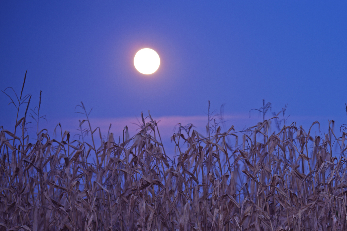 The brightness of the October full Moon would have been invaluable to hunters in days gone by. Credit: Benkrut / Getty Images