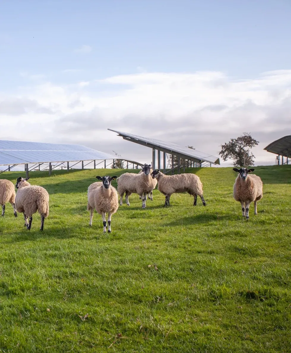 Sheep