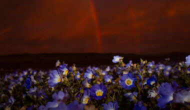 Earth’s driest desert is covered in wildflowers right now