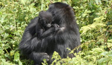 Reintroduced Grauer’s gorilla raising baby in African national park