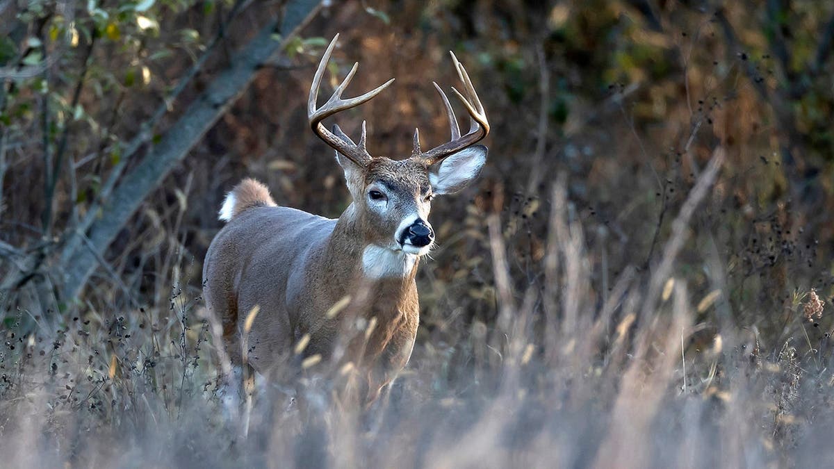 A white-tailed buck stands in a field.