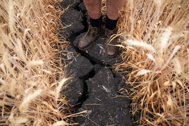 Soil rich in nutrients sustains a wide variety of crops in an area dotted with cattle feedlots.