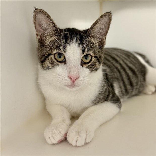 Clove is a 6-month-old, male, domestic shorthair kitten. (Photo courtesy...