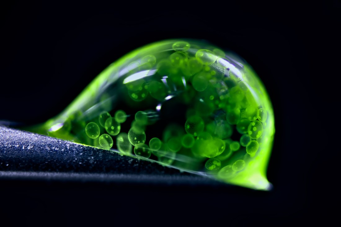 Colonial algae spheres in a drop of water