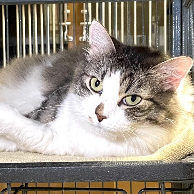 Buttons is Milo Point Richmond’s pet of the week. (photo...