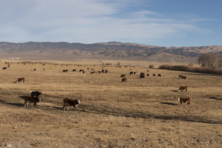 California is home to about 7 million cattle on some 14,000 cattle ranches, most of which are family-owned. Ranchers leave their cattle on vast, open rangelands for months, where they are vulnerable to predator attacks.