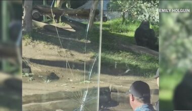 San Diego Zoo gorilla shatters glass enclosure