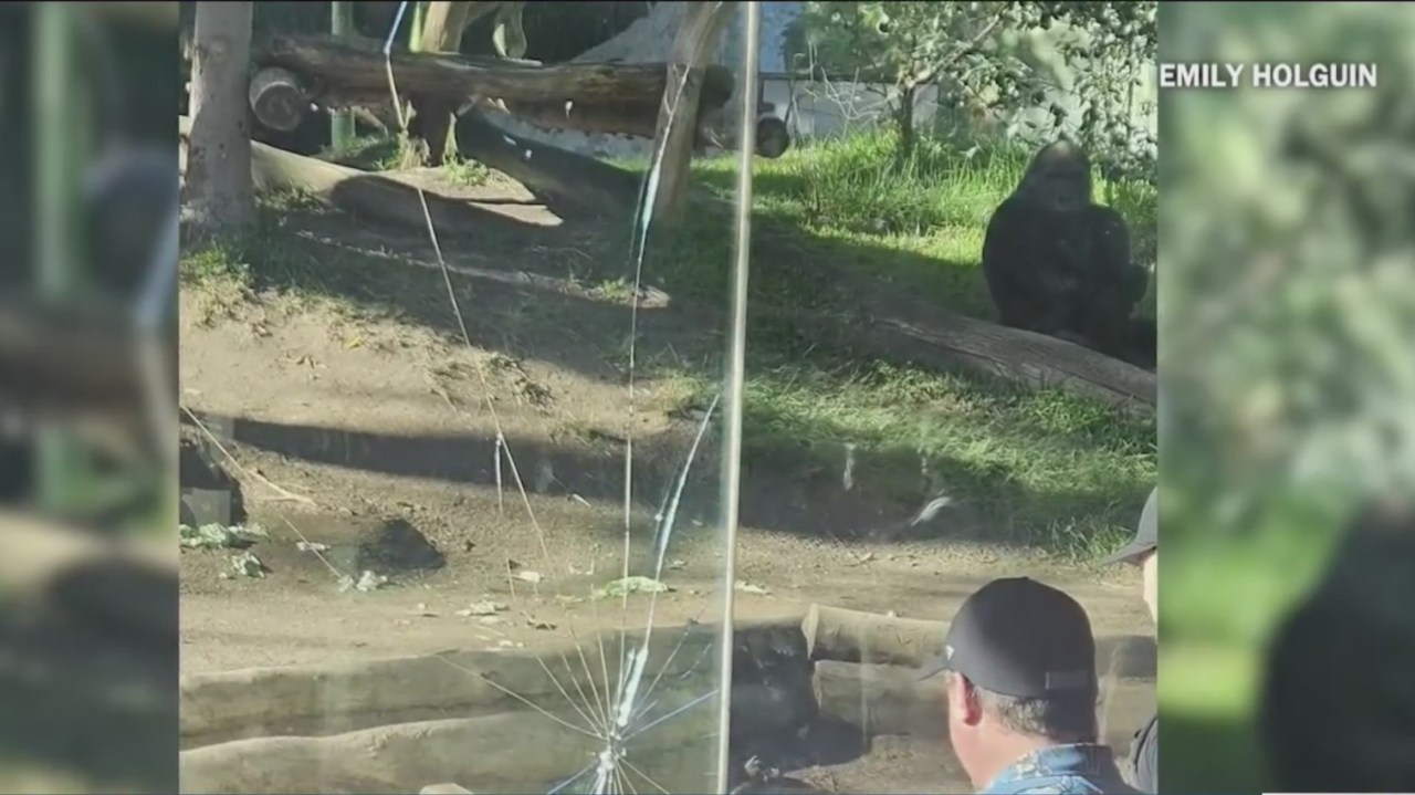 San Diego Zoo gorilla shatters glass enclosure
