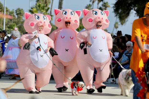 Costumed dogs, their owners and spectators turn out turn out...