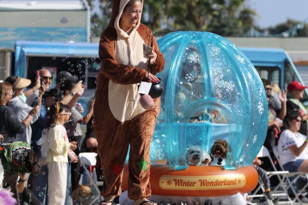 Costumed dogs, their owners and spectators turn out turn out...