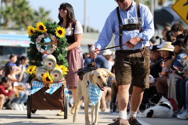Costumed dogs, their owners and spectators turn out turn out...