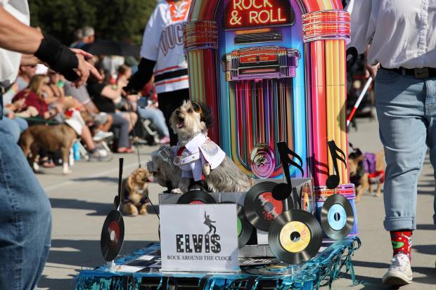 Costumed dogs, their owners and spectators turn out turn out...
