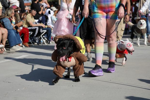 Costumed dogs, their owners and spectators turn out turn out...