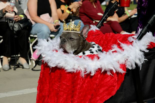 Costumed dogs, their owners and spectators turn out turn out...