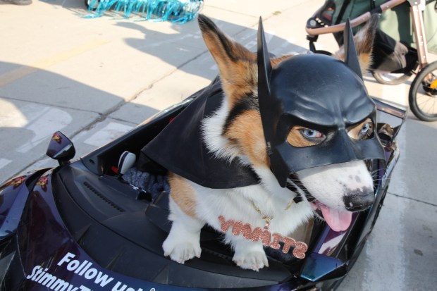 Costumed dogs, their owners and spectators turn out turn out...