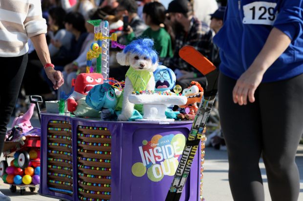 Costumed dogs, their owners and spectators turn out turn out...
