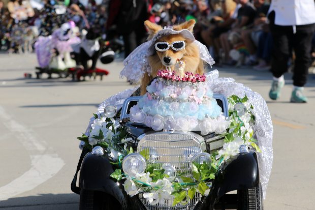 Costumed dogs, their owners and spectators turn out turn out...