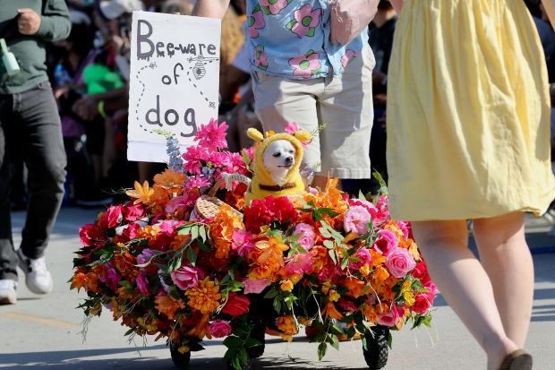 Costumed dogs, their owners and spectators turn out turn out...