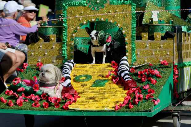 Costumed dogs, their owners and spectators turn out turn out...
