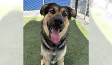 Freddie and Clove are ready for adoption – Daily Breeze