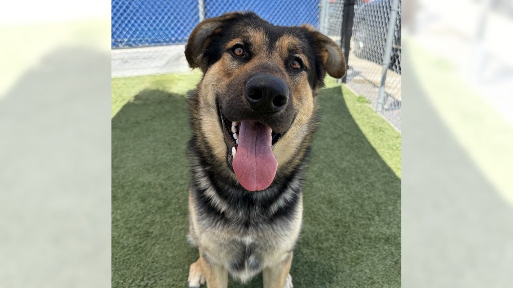 Freddie and Clove are ready for adoption – Daily Breeze