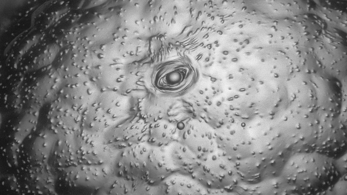 Nikon Small World contest captures a hidden, microscopic world – NBC Los Angeles