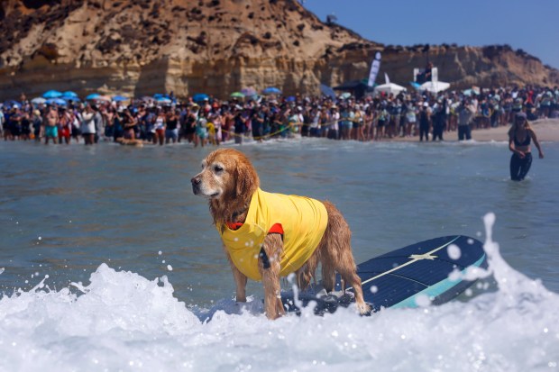 Coconut, a golden retriever, in September competes in the 20th Annual Helen Woodward Animal Center Surf Dog Surf-A-Thon in Del Mar. (K.C. Alfred / The San Diego Union-Tribune)