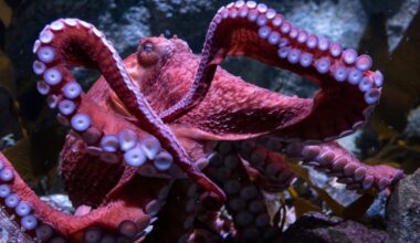 A haunting tale of a dying giant Pacific octopus – Daily Breeze