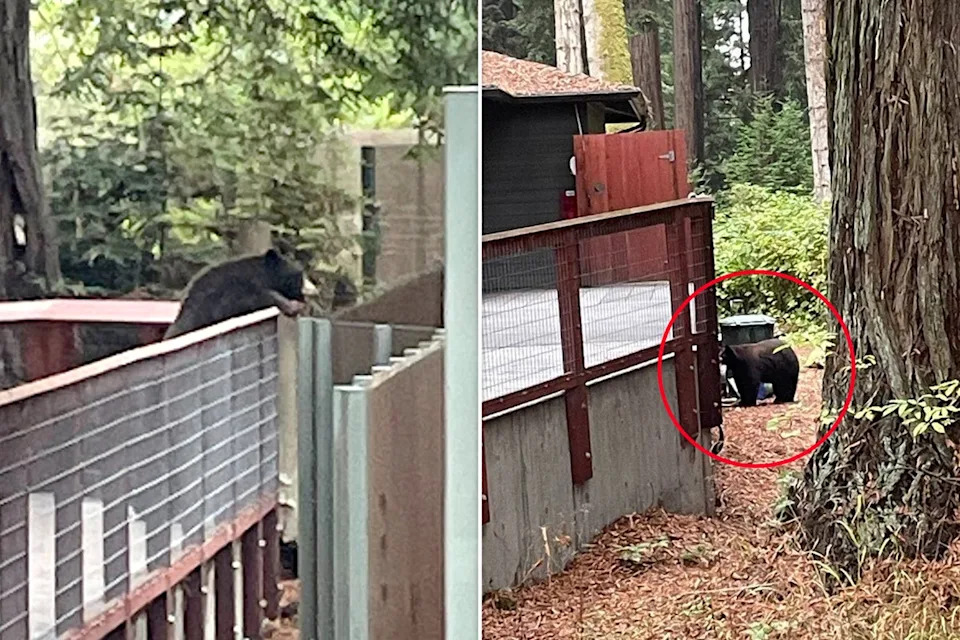 A wild black bear somehow got into Sequoia Park Zoo last week and greeted the three resident black bears (Sequoia Park Zoo)