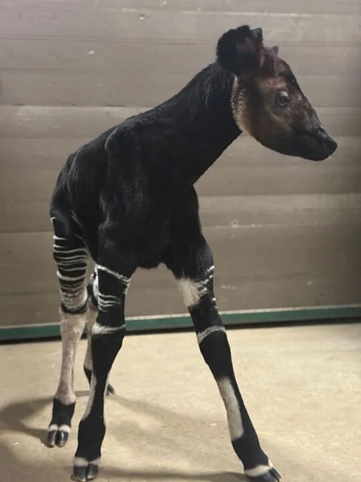 Sacramento Zoo/Facebook Male okapi calf, born at the Sacramento Zoo on Oct. 9