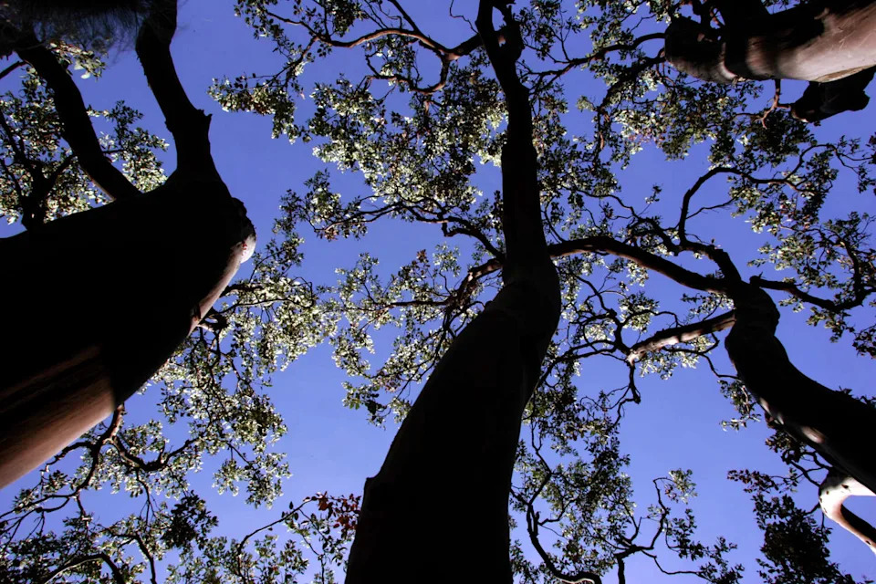 A bigberry manzanita grows at Rancho Santa Ana Botanic Gardens in Claremont, Calif. (Irfan Khan/LA Times via Getty Imag)