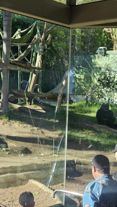 A gorilla at the San Diego Zoo broke a layer of protective glass in its enclosure on Saturday, zoo officials confirmed (PHOTO: Emily Holguin)
