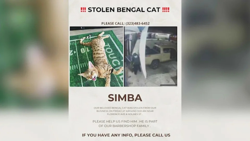 Joe Gomez's cat, Simba, is the barbershop's unofficial mascot who greets customers daily. (LA Fresh Cuts)