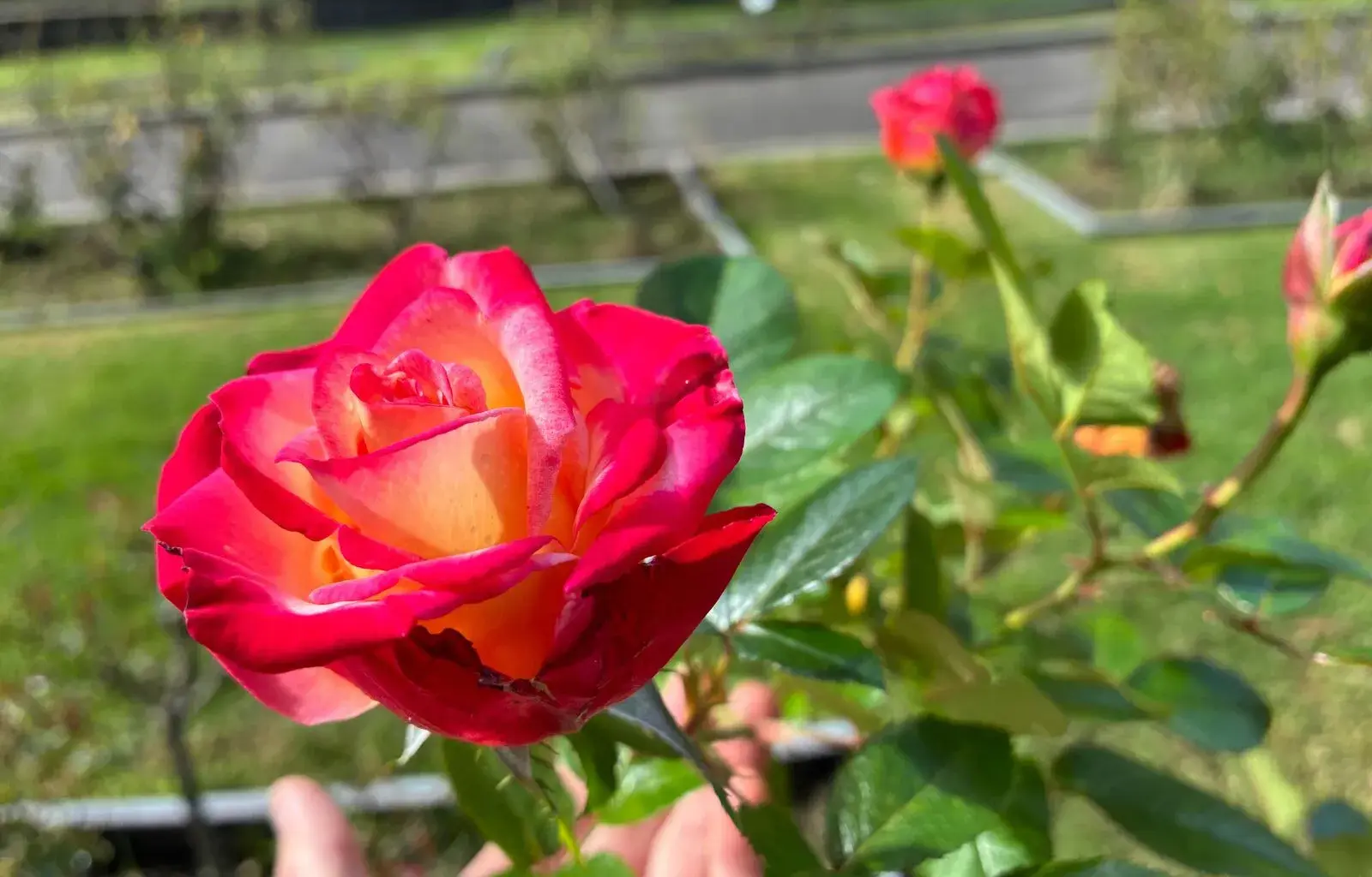 Oakland rose garden fundraising after 51 bushes were stolen