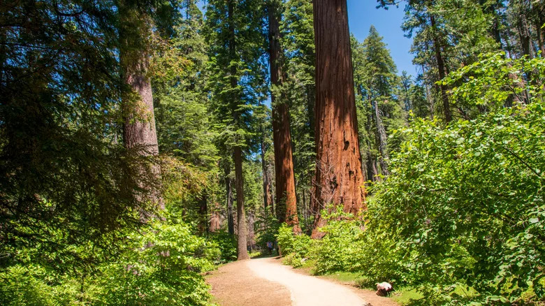 Huge trees crowd a hiking path in Calaveras Big Trees State Park
