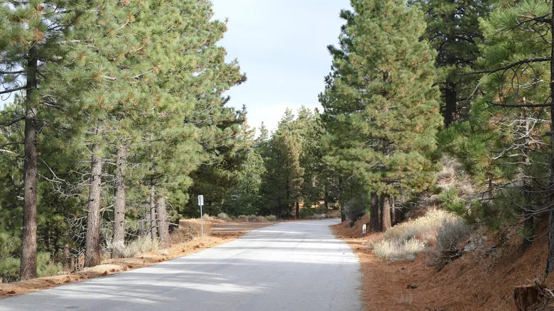 Pine trees in Frazier Park, California