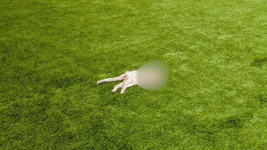 Southern California resident finds decapitated dog on their front lawn. (Viewer photo)