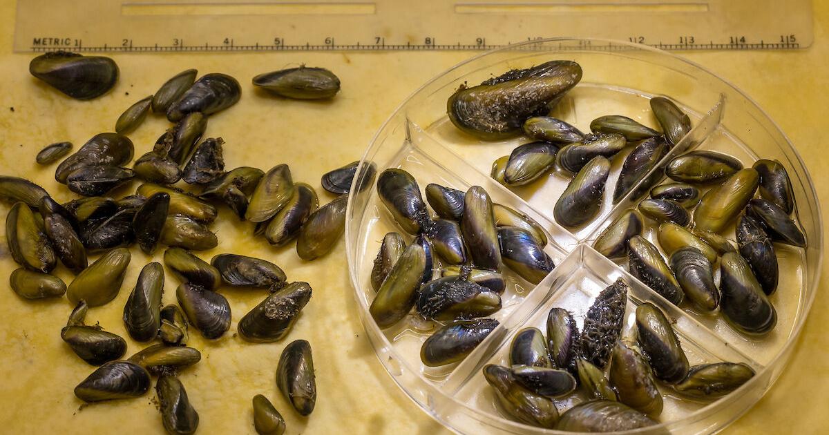 One year after their discovery, State of California working to stop spread of invasive golden mussel | News