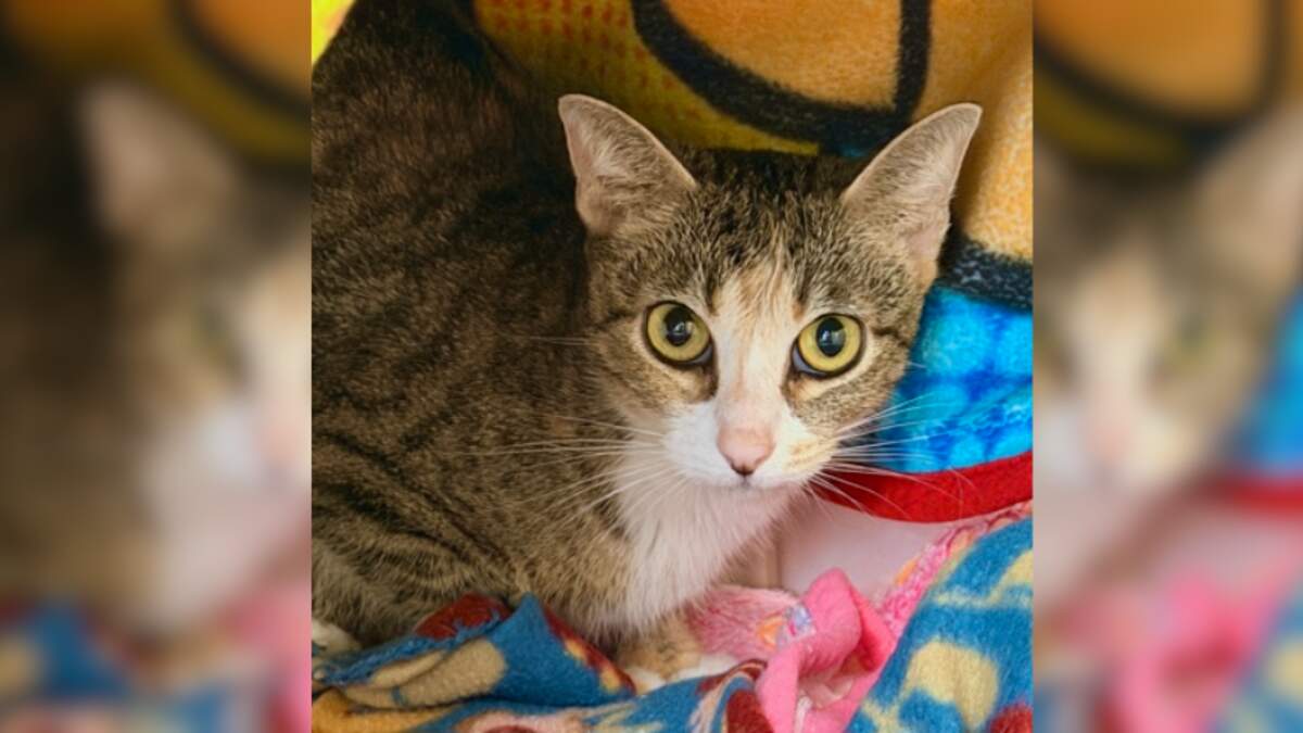 SPCA Pet Of The Week: Honey | KFBK News Radio