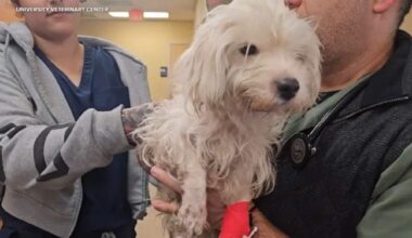 Dog Thrown Over Fence in Anaheim Remains in Critical Condition | ALT 98.7