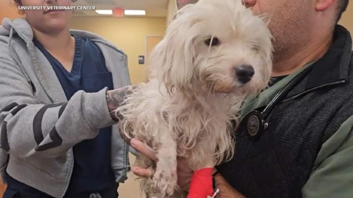 Dog Thrown Over Fence in Anaheim Remains in Critical Condition | ALT 98.7