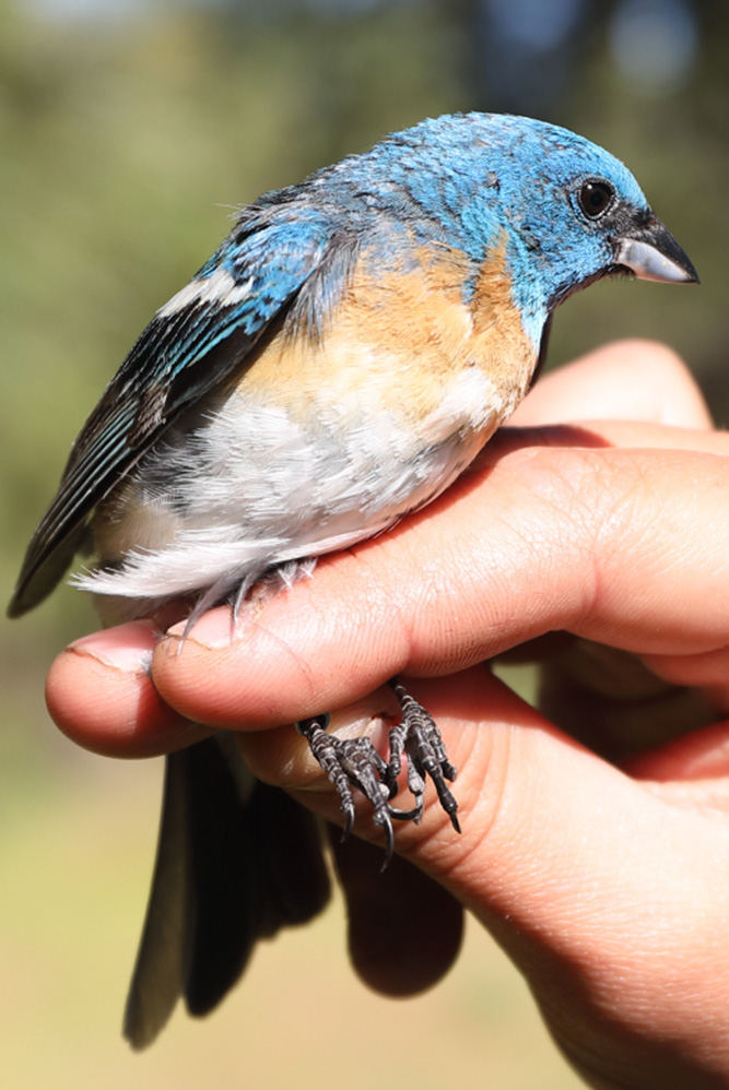 Lazuli bunting_crop_Graham Montgomery