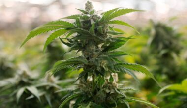 San Diego's proposed crackdown on illegal cannabis deliveries gets committee OK