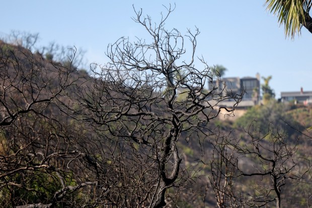 A dead tree in an area that burned during last year's Montezuma Fire in San Diego on Friday, Oct. 31, 2025. (Hayne Palmour IV / For The San Diego Union-Tribune)