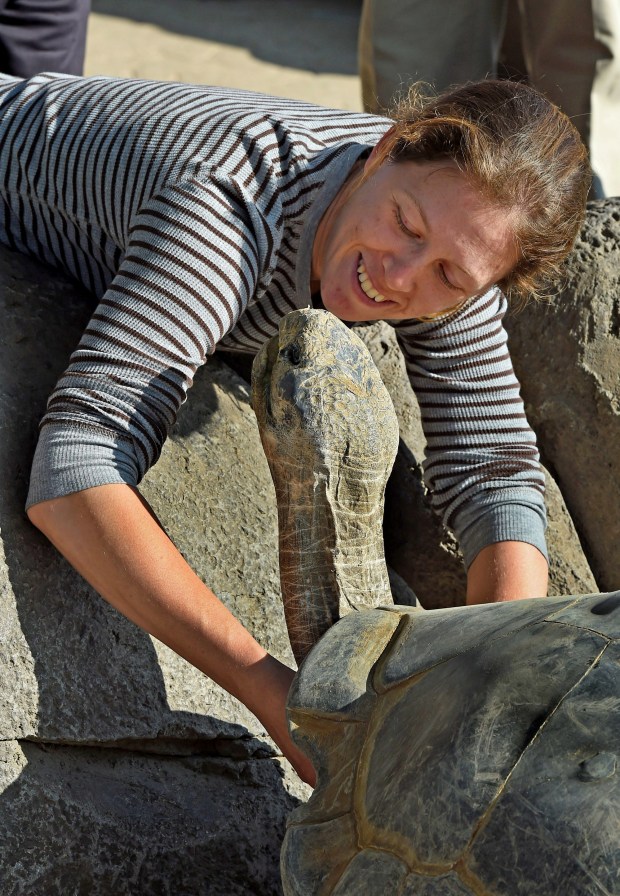 A zoo visitor plays with a giant Galapagos tortoise named 'Grandma' who is estimated between 120 to 140 years old inside its enclosure at the San Diego Zoo, California on January 13, 2015. The tortoises are native to the Gala¡pagos Islands off South America and also the Aldabra Island in the Indian Ocean and are the largest species of tortoise. AFP PHOTO/MARK RALSTON (Photo credit should read MARK RALSTON/AFP via Getty Images)