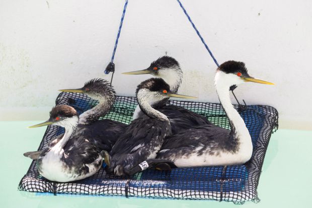 Recently washed western grebes begin waterproofing at the International Bird...