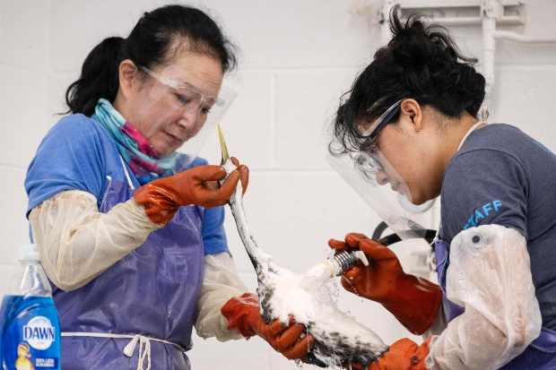 From left, Volunteer Donna Minamide and Senior Wildlife Rehabilitation Technician...