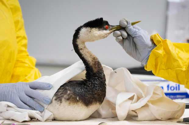 An oiled western grebe is stabilized in the intake room...