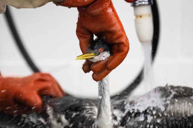 One of 96 oiled western grebes is cleaned at the...